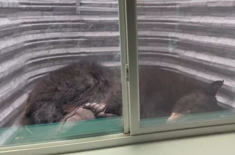 고양이처럼 다리 잡고 '쿨쿨'…美 가정집 창문 근처서 낮잠 자다 발견된 흑곰