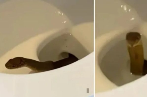 물 내리자 변기서 '불쑥'…필리핀 호텔 객실서 발견된 1.2m 뱀