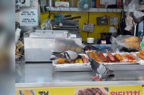 "앞으로는 절대 못 먹어"…'비둘기 뷔페' 된 노점상 '경악'