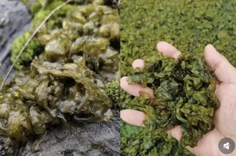 "말리면 킹크랩보다 비싸" 집 앞 잔디밭에서 발견한 中 산해진미의 정체