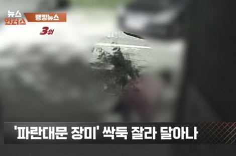 "젊은 부부가 야밤에 '싹둑'"…수년 정성 쏟은 '장미 핫플' 털렸다