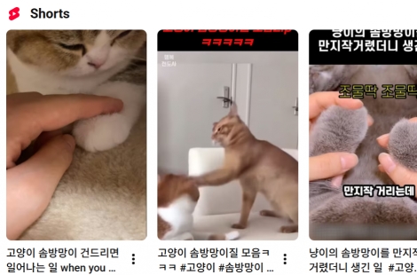 "아, 너무 귀여워" 냥냥펀치 보며 매일매일 '좋아요' 눌렀는데…충격 결과