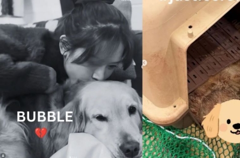 "무슨 일 있었는지 알려달라" 비행기 내리자 반려견 사망…대한항공 해명은