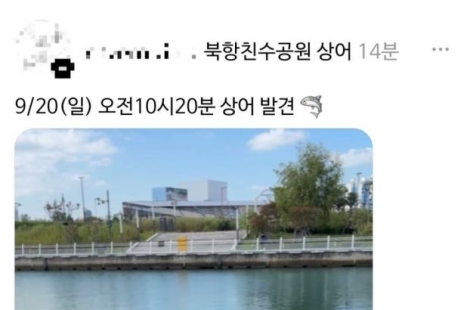 뜻밖의 소식에 시민들 몰려들어 "5분마다 팬서비스하는 상어" 부산 북항 '북적'