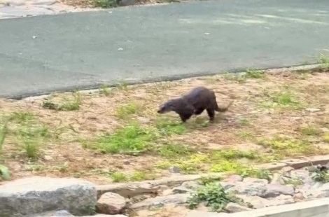"부산에 대체 무슨 일이야?"…상어 '부캉이' 이어 이번엔 수달까지 등장