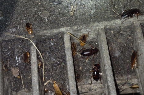 "부산에 큰일 났다"…한 마리가 350마리 낳는다는 '이 벌레' 정착 확인
