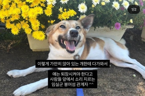"이 잡종개는 사람 물겠다"…반려견과 관광지 찾았다가 들은 '폭언' 