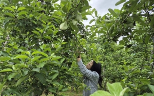 "1인당 3500만원까지 받는다"…'직접 지원'한다는 FTA국내보완책①