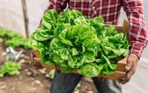 '1만원→9만원' 널뛰는 상추값, 날씨 아닌 유통구조탓