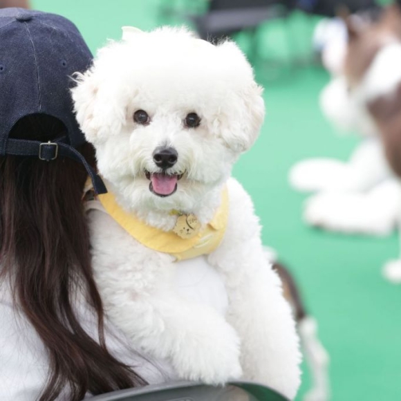 "댕냥이 위해서라면…" 펫세권 찾아 이사가는 부자들