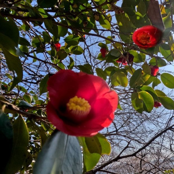 花사하게…花창하게…섬진강 봄꽃로드