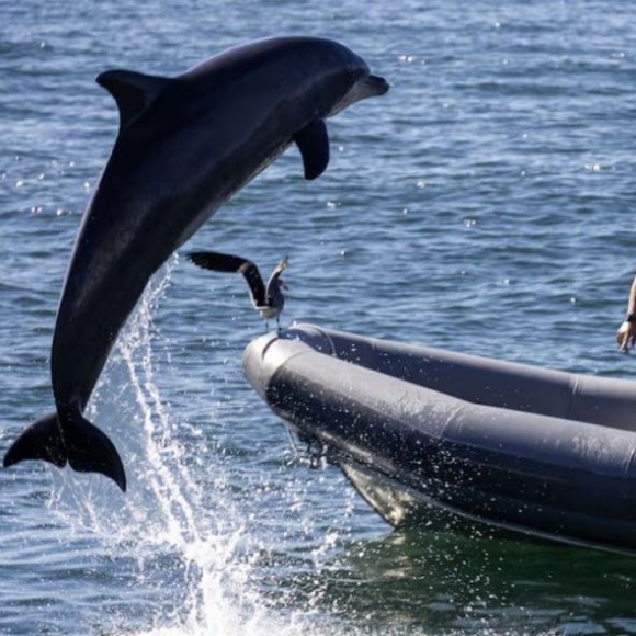 골치 아픈 호르무즈 기뢰…美 "돌고래를 풀자"