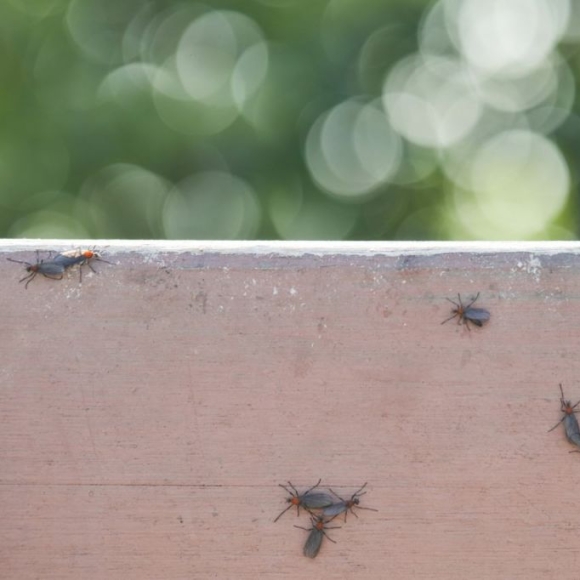 "계양산 공포 재현되나" 6월 말 러브버그 폭탄 예고