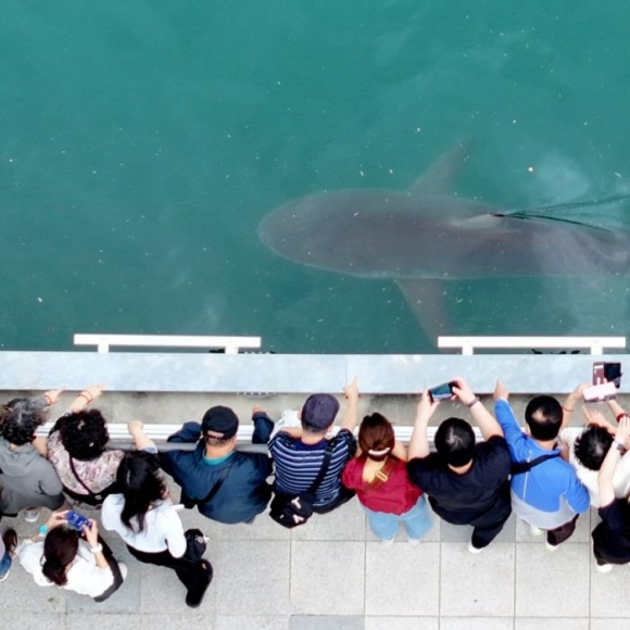 "Attention-Seeking Shark, LOL" Is No Laughing Matter