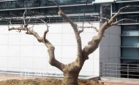 천안시청에 '100년생 배나무' 있어 화제