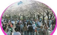 여의도 벚꽃축제 내달 8~12일 열린다