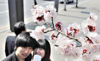 [포토] 벚꽃에 취한 연인