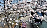 [포토] 벚꽃길 데이트 즐기는 연인