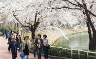 송파는 요즘 벚꽃 축제 중