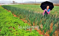 [포토] 봄비가 반가운 농촌
