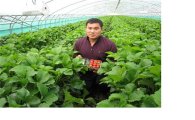 유기농 '쑥미나리 딸기' 재배 성공