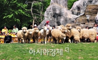 [포토] '보더콜리', 역시 양 몰이 선수