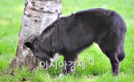 [포토] '개는 진짜 풀을 뜯는다는 사실~'