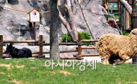 [포토] '양들아, 니들이 고생이 많다~'