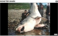"진짜 상어 맞아?"…괴물상어 화제