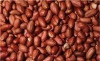 비만 합병증…땅콩껍질로 막아낸다