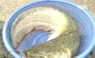 1m 넘는 '초대형 괴물 메기'