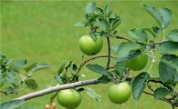 표준硏에 열린 '뉴턴의 사과나무'