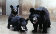 서울동물원 아기반달곰 형제 지리산 간다