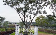 [포토]함평엑스포공원에 DJ가 식수한 팽나무