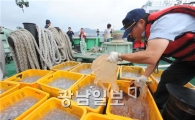 해파리 사멸작전 돌입!..유생단계부터 초기박멸