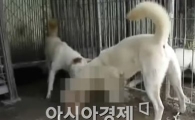 고양이 물어뜯기는 동영상 '네티즌 경악'