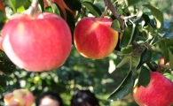 [포토] '탐스런 빨간 사과가 주렁 주렁~'