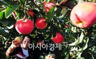 [포토] '빨간 사과나무에 가을이 한 가득~'
