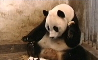아기 팬더 재채기에 '화들짝'