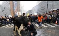 EU 우유가격 폭락, 낙농업자 대규모 시위