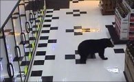 슈퍼마켓서 맥주 찾는 곰