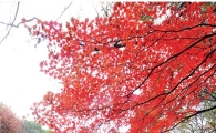 [날씨] 설악산 올해 첫 단풍 들었다