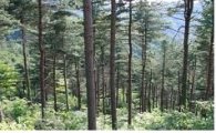 목재생산림 등 25만ha 숲 가꾼다
