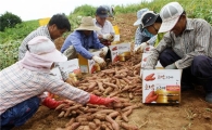 태안반도 황토농산물 ‘인기 쑥쑥’ 