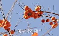 [포토] '늦가을에는 홍시가 최고~'