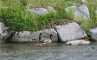 서초구, 양재천 물고기 겨울 나기 도와 