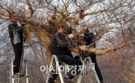 [포토] 겨울옷 갈아입는 나무!