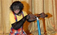 침팬지의 투자수익률이 300%?