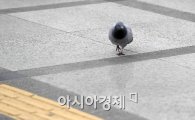 [포토] 지하철이 타고픈 비둘기?