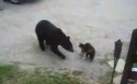 고양이, 곰을 공격하다